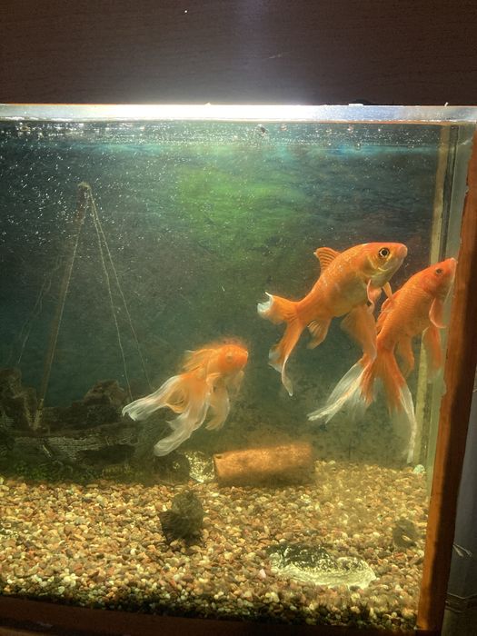 Продается срочно аквариум с рыбками