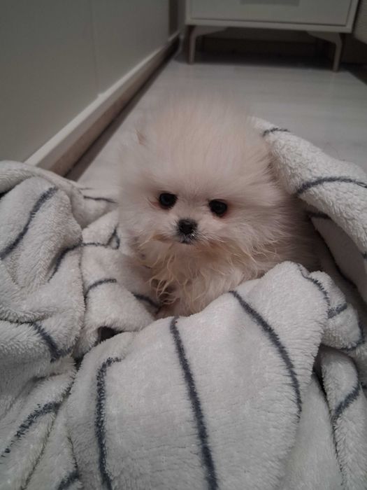 Куче померан момче