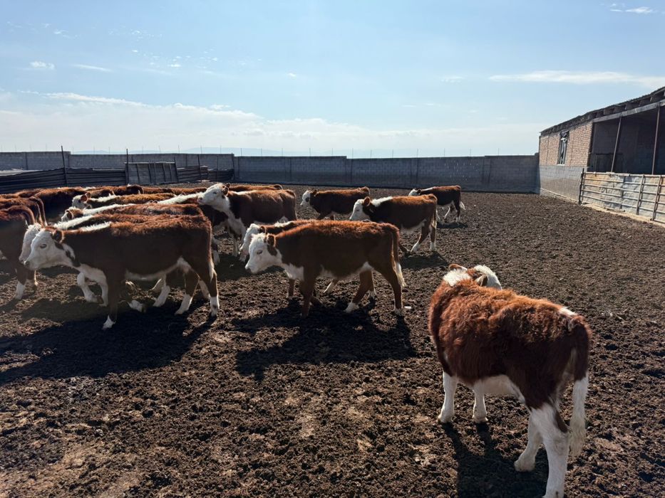 Племенной ақбас документімен