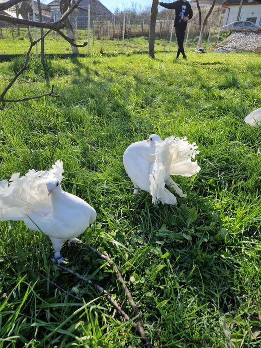 Vand voltați maghiari