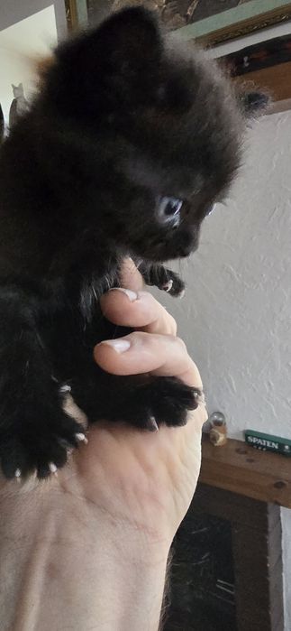 Котята, 5 недель