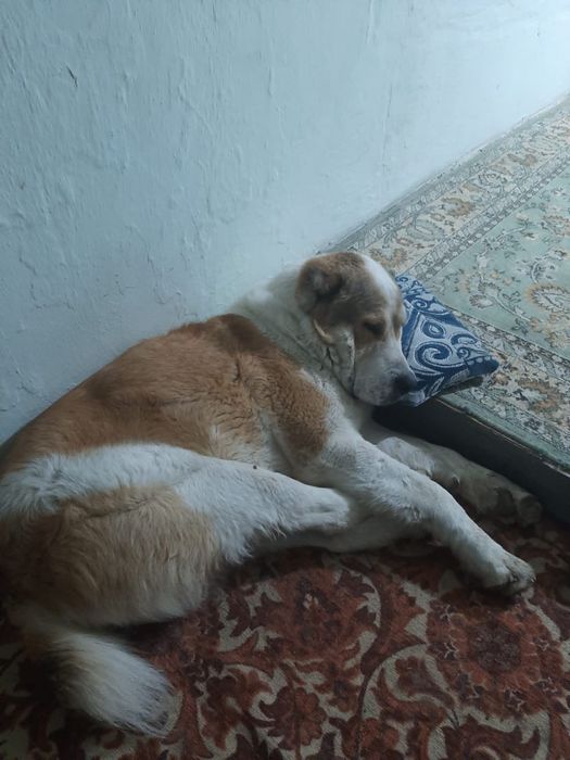 Алабай для дома