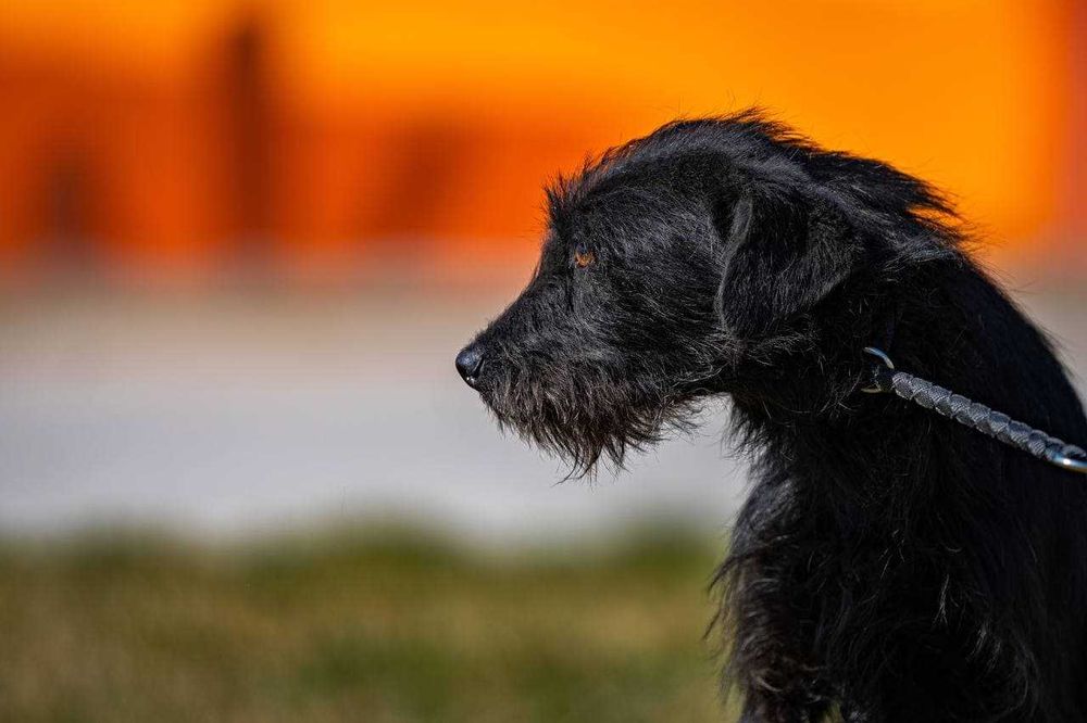 Собака (4 года) в добрые руки