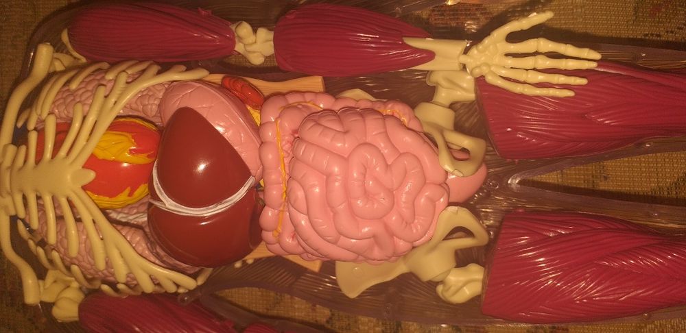 Colectia completa Corpul Uman