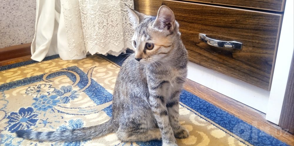 Mushuklar bepul/Котята бесплатно