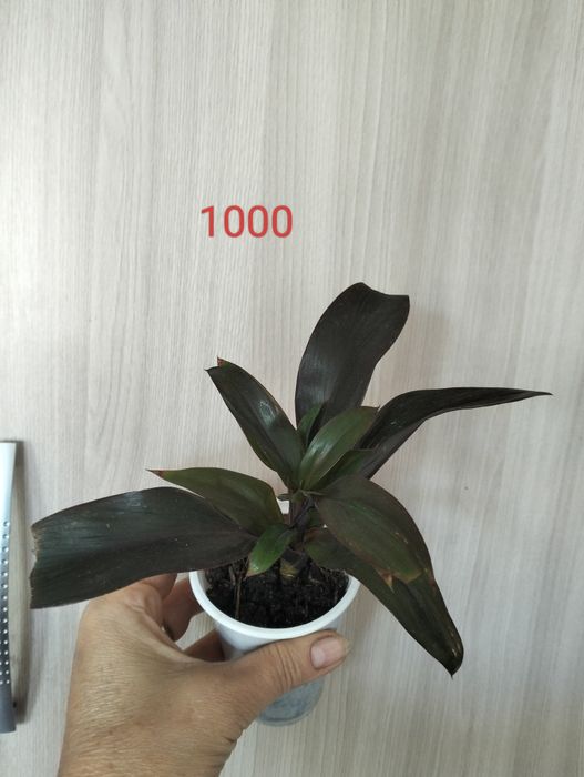Комнатные растения.