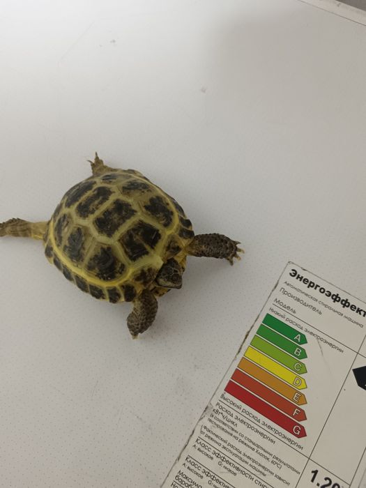 Сухопутная черепаха