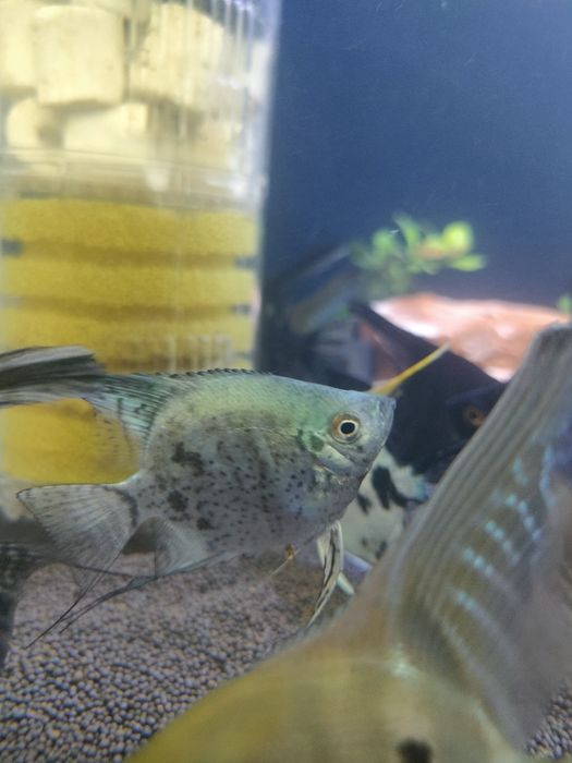 Скалярии балықтары