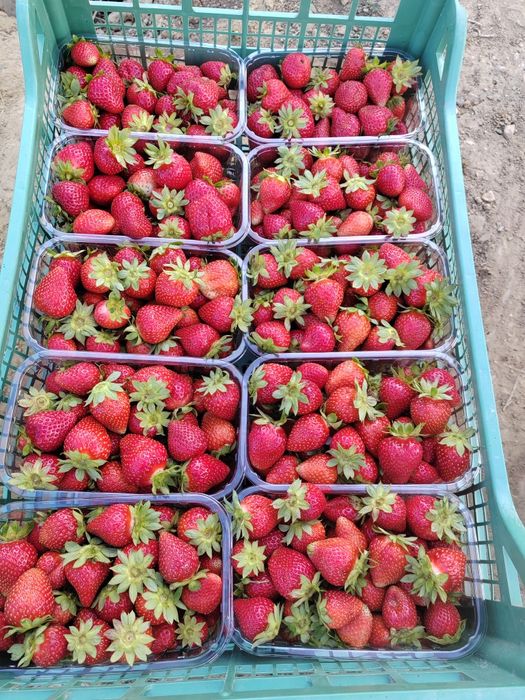 Stoloni de Capsuni *Produc tot Anul * Albion