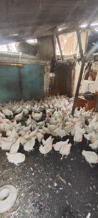 Куры несушки декалб Вайт