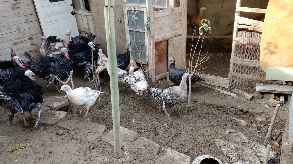 Kurkalar xruz mokiyon bor