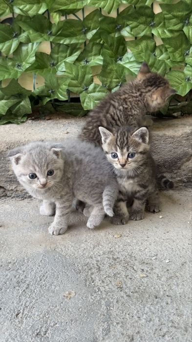 Продам котят мама вислоухая