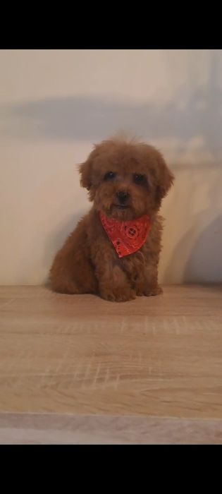 Caniche pitic/Pudel pitic