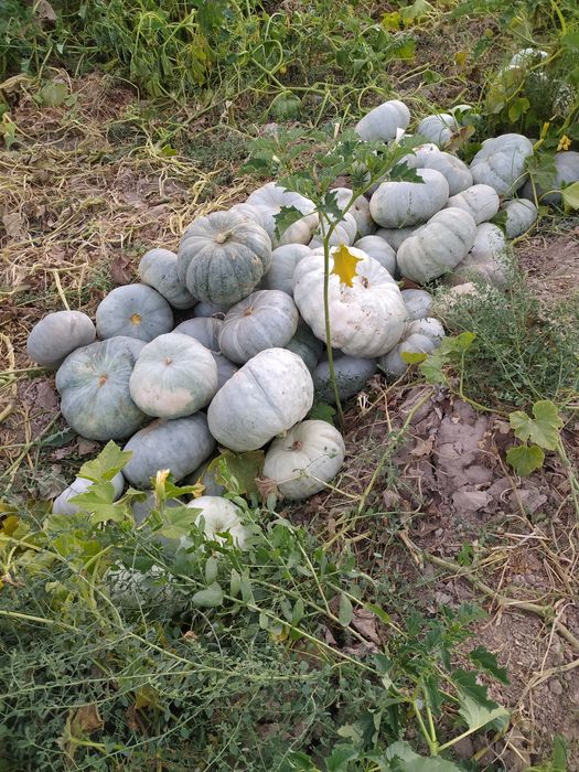 Ошковок Наманган Чорток