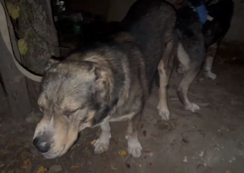 Кобель накопление чемпионских кровей