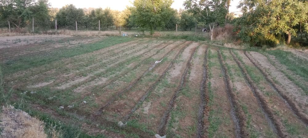 Quruq er 24 soʻtik sotiladi