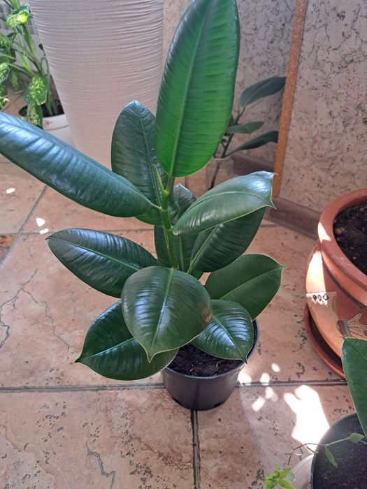 Комнатные  растения,  цветы