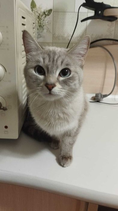 Отдаю русско голубых кошек в добрые руки
