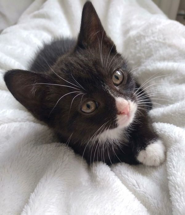 Oreo – Micul biscuit își caută familia perfectă!