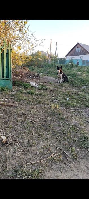 Щенки от маленькой мамы