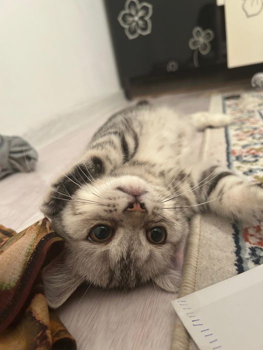 Шатлански кошка 6ай