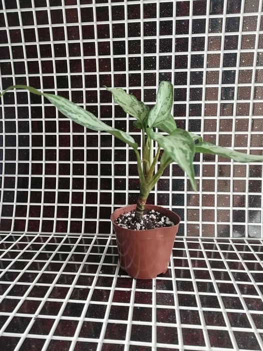 Излишки комнатных растений