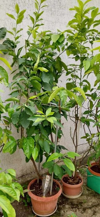 Български лимонови дръвчета