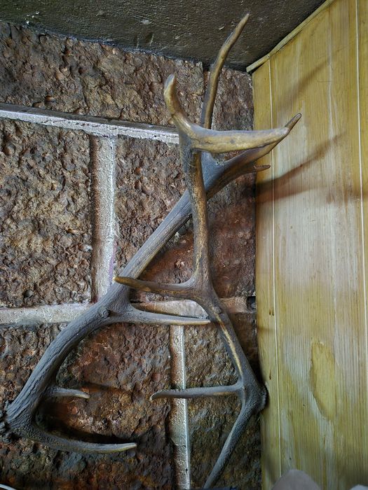 Еленски рога чифт