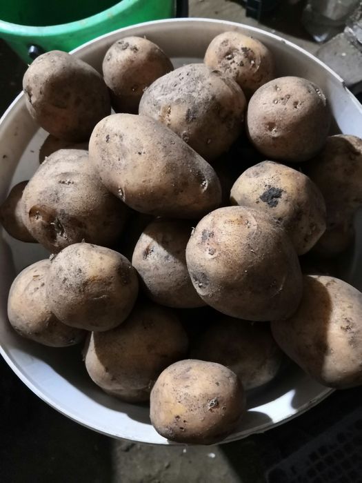 Продам картофель с огорода дёшево.