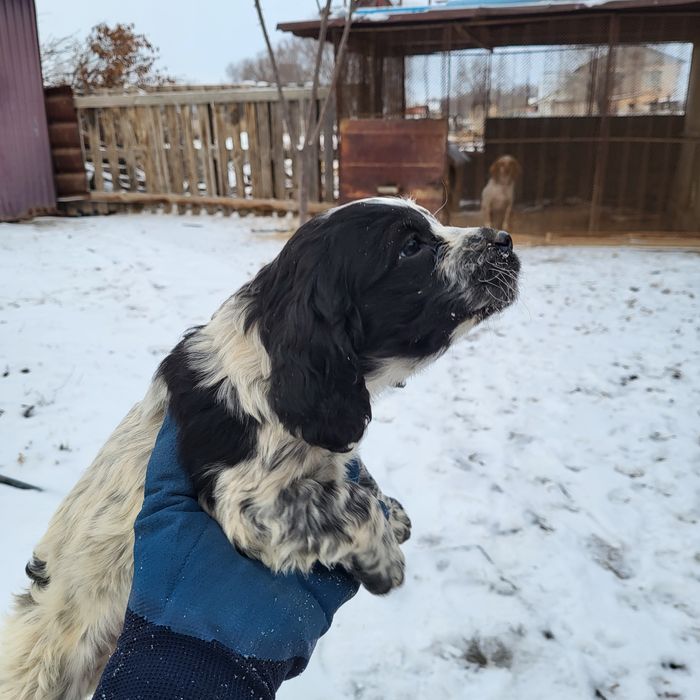 Продам охотничий шенок девочка