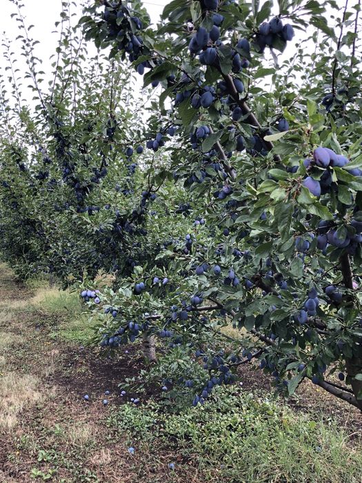 Prune Stanley dulceata, gem, tuica