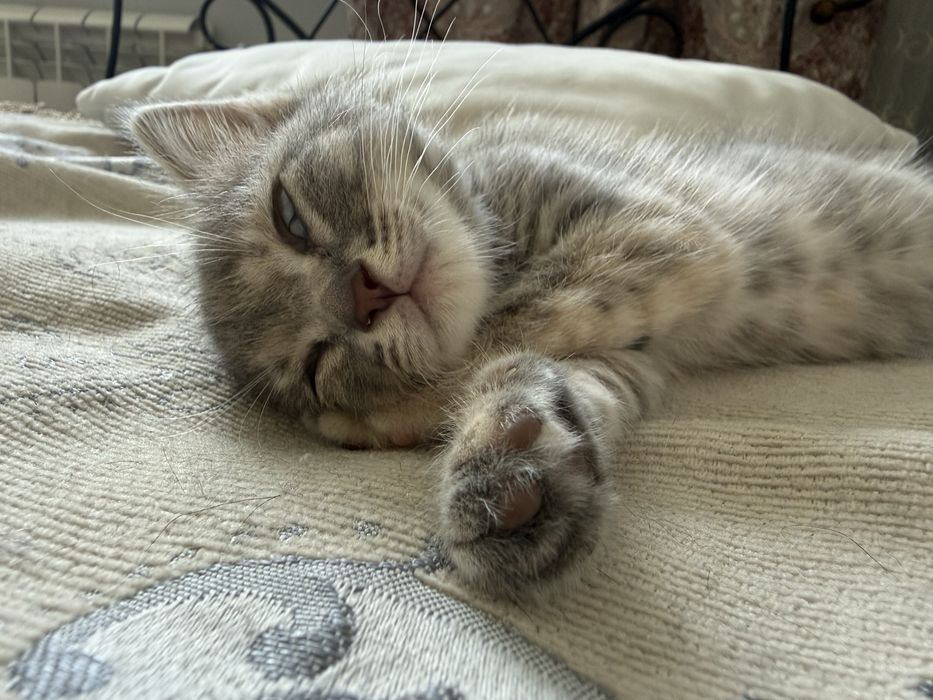 Котенок малчик 1 месяц
