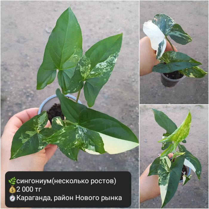 Комнатные цветы  для уюта в доме