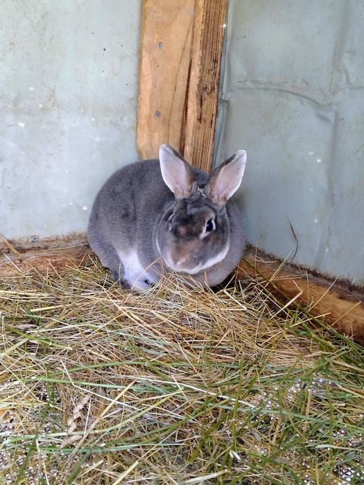 Mascul Uriaș German,femel și masculi Ut și hycole francez