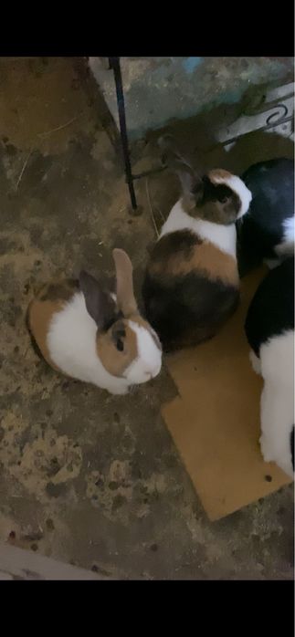 Zotli quyonlar Golland Panda va Yapon zotli quyonlar sotiladi!!!