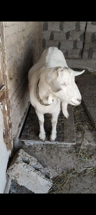 Ona bola echki sotiladi