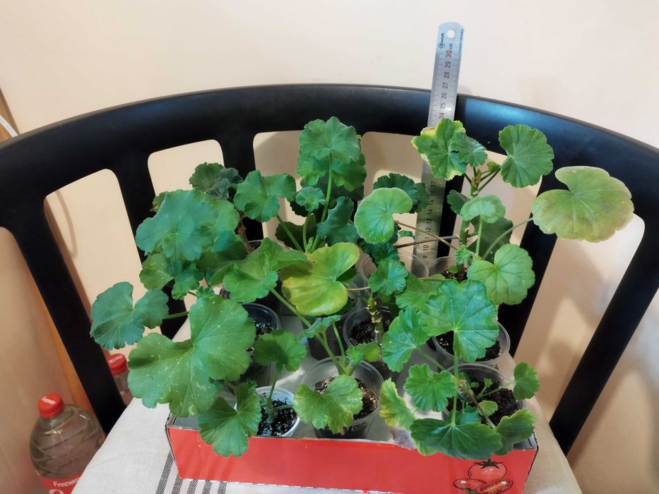 Коледниче, Комплект Мушкато, Кливия, Традесканция, Алиум, Спатифилум