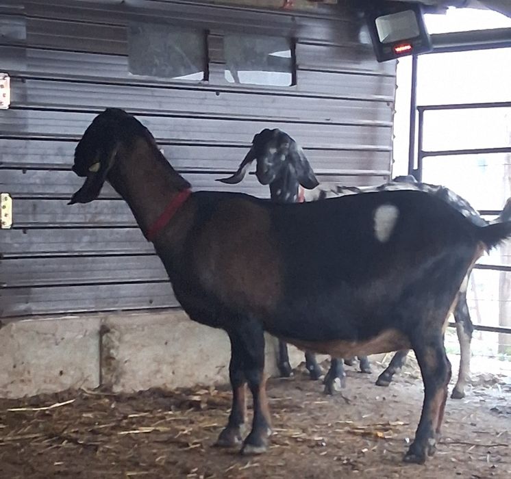 Vând capra ANGLO Nubian cu Pedigree