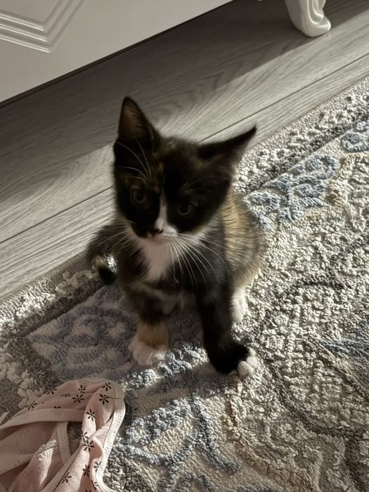 Котенок 3-4 месяца