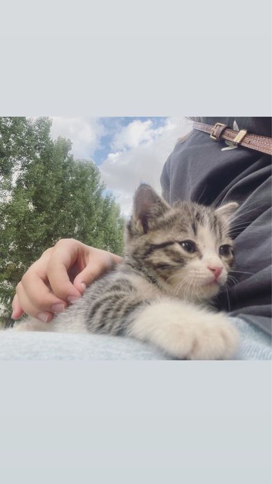 Кошка с котятами