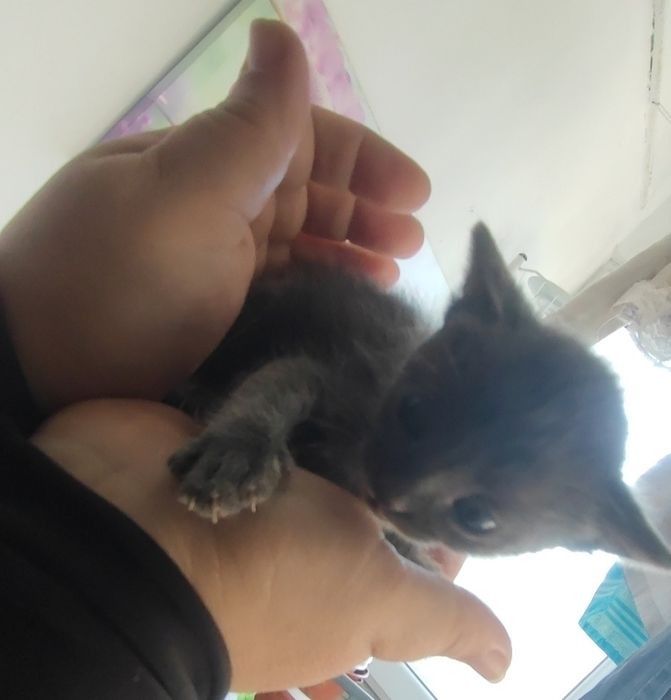 Отдавам  домашни котенца
