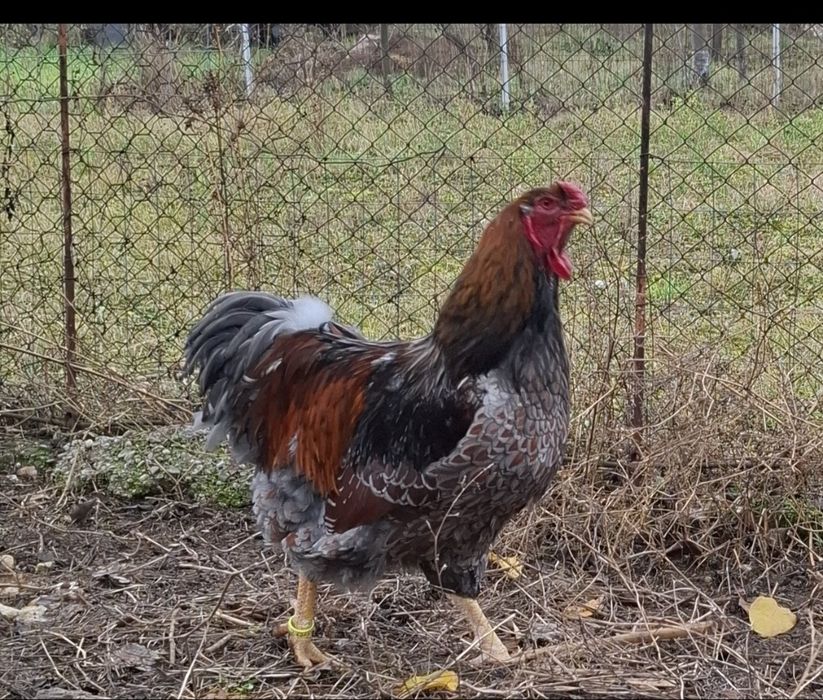 Vand cocosi Wyandotte si Austrolop