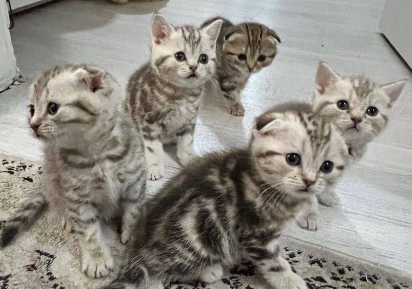 Роскошные Котята