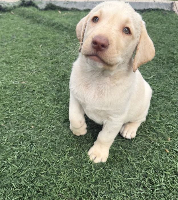 Продам щенков лабрадора