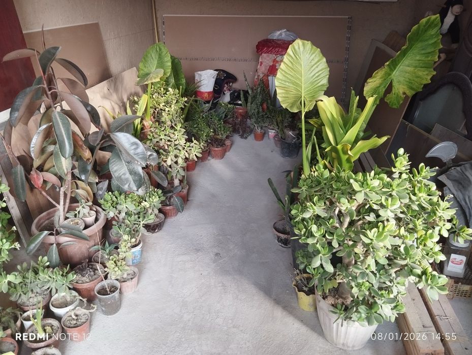 Гуллаётган дуллор гуллари сотилади