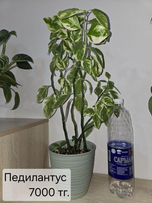 Комнатные ,здоровые цветы