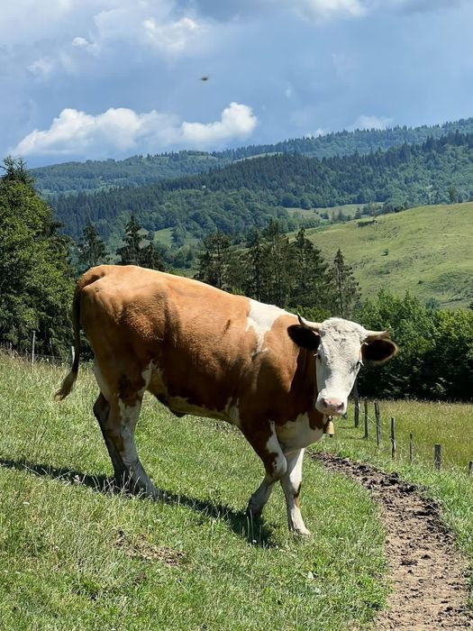 De vânzare juninca de 2 ani