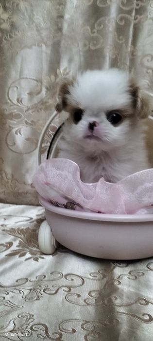 Девочка японского хина.