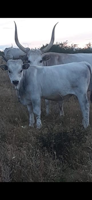 Vițele sură de stepă