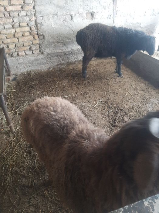 Qo'chqorlar sotiladi